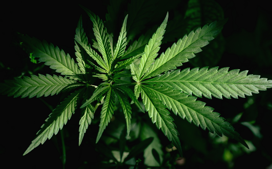 Hemp leaves fanning outward in a close-up against a dark background