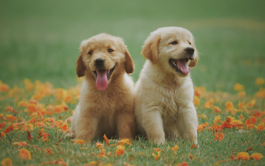 Two golden retriever puppies sitting on grass amid orange flower petals, both panting and facing forward