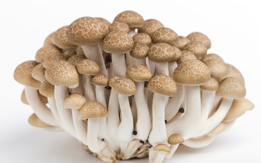 Close-up of a cluster of small brown-capped mushrooms showing speckled caps and white stems on a white background