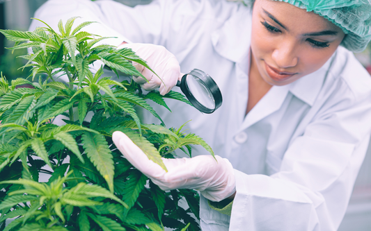 Researcher inspecting a cannabis plant with a magnifying glass in a lab setting