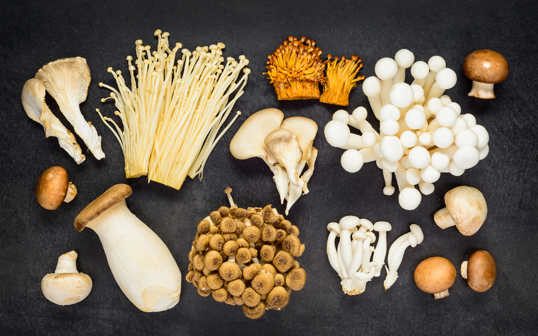 Top view of assorted mushrooms — enoki, oyster, king oyster, shimeji, and cremini — showcasing varied shapes and colors on a dark background