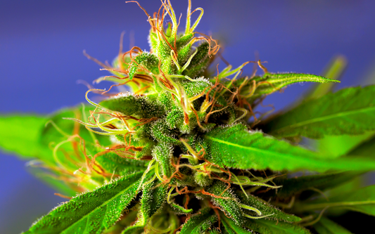 Close-up of a cannabis bud showing frosty trichomes and orange pistils against a soft purple background