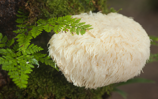 Lion’s mane mushroom growing on a mossy log beside bright green fern fronds