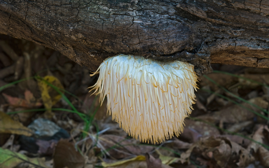 Lion’s mane mushroom growing from the underside of a fallen log on a leaf-covered forest floor