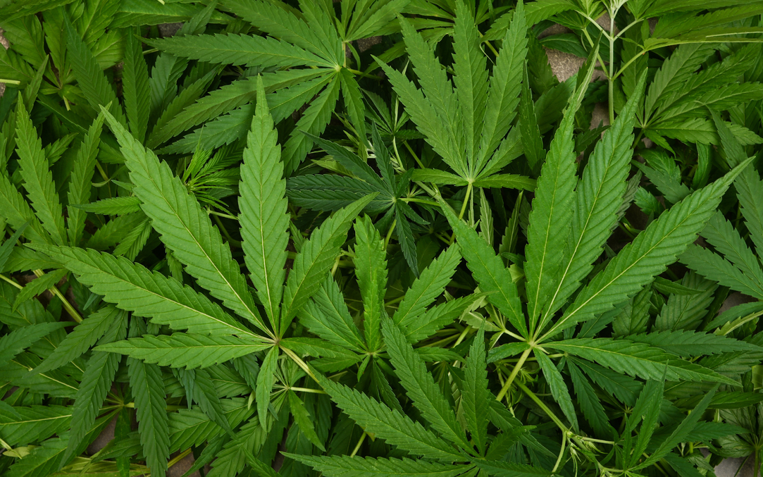Hojas de marihuana verdes vistas desde arriba formando un fondo denso