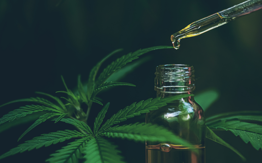 Dropper releasing a drop of CBD oil into a glass bottle beside cannabis leaves against a dark background