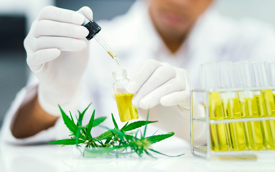 Gloved lab technician using a dropper to transfer yellow CBD oil into a vial, with cannabis leaves and test tubes on a lab bench