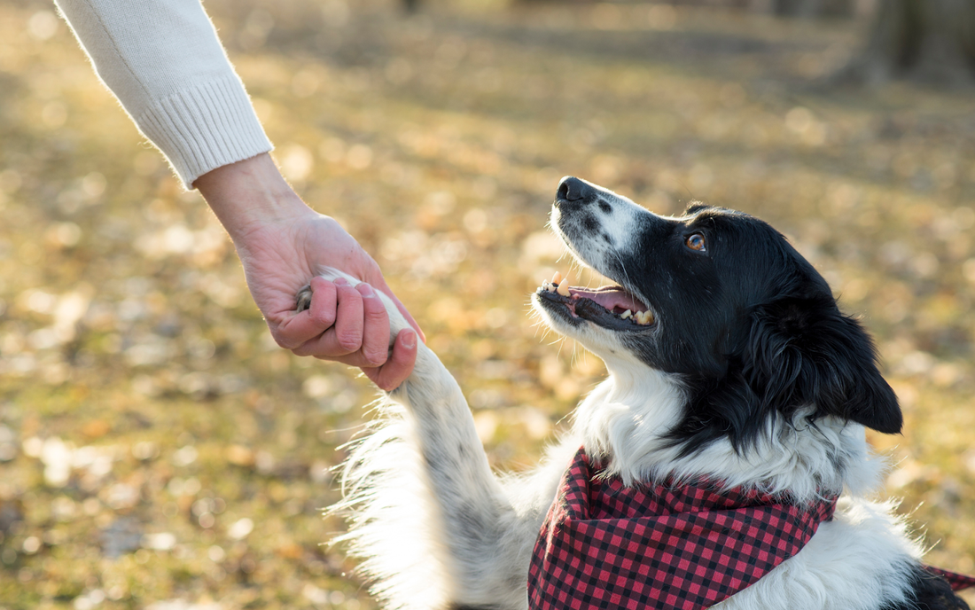 Black-and-white dog wearing a red check bandana offering its paw to a person’s hand in a sunlit park with autumn leaves