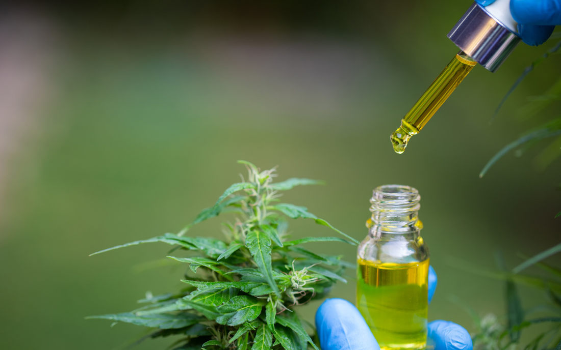 Gloved hand holding a dropper releasing a drop of golden hemp oil into a small glass bottle beside a cannabis plant outdoors