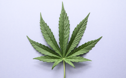Green cannabis leaf centered on a pale lavender background