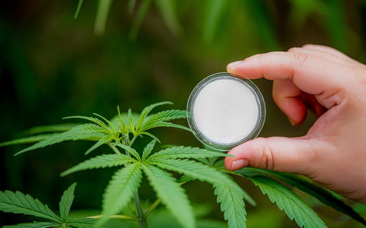 Hand holding a small jar of white CBD balm above cannabis plant leaves outdoors