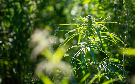 Sunlit hemp plant with serrated leaves in a blurred green field