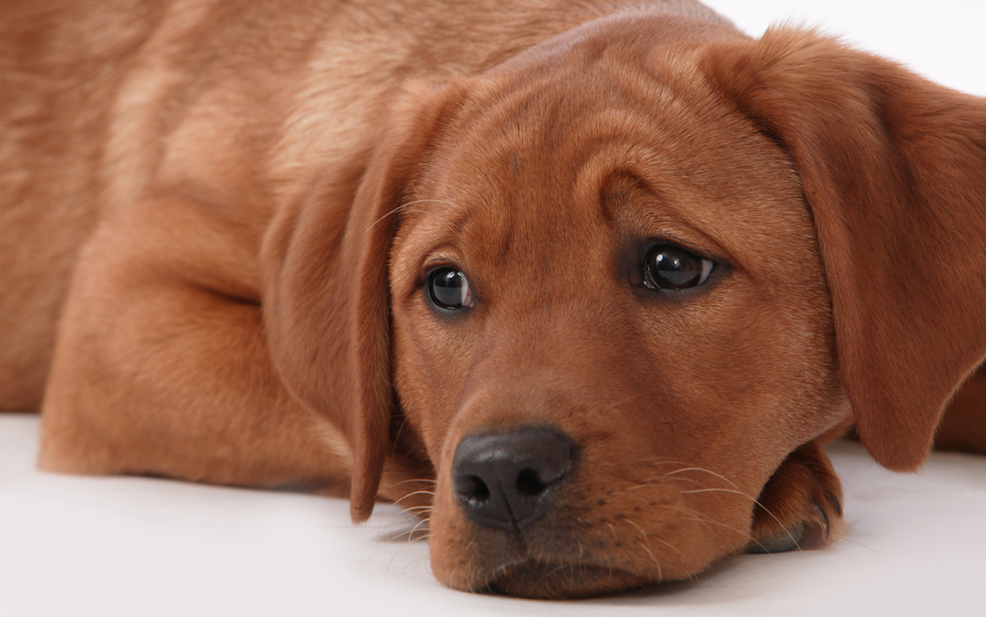 Brown puppy lying down with a worried expression on a white background