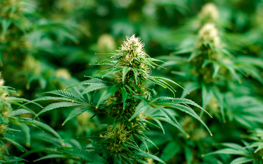 Flowering cannabis plant with dense green buds in a cultivation setting