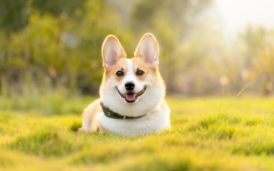 Corgi acostado en el césped al atardecer, mirando a cámara con collar verde