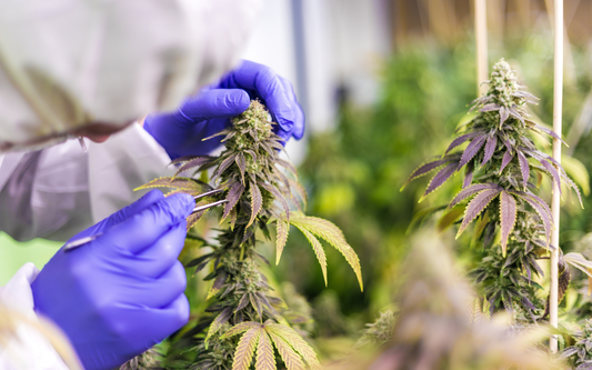 Técnico con guantes azules inspeccionando un cogollo de cannabis en un cultivo interior