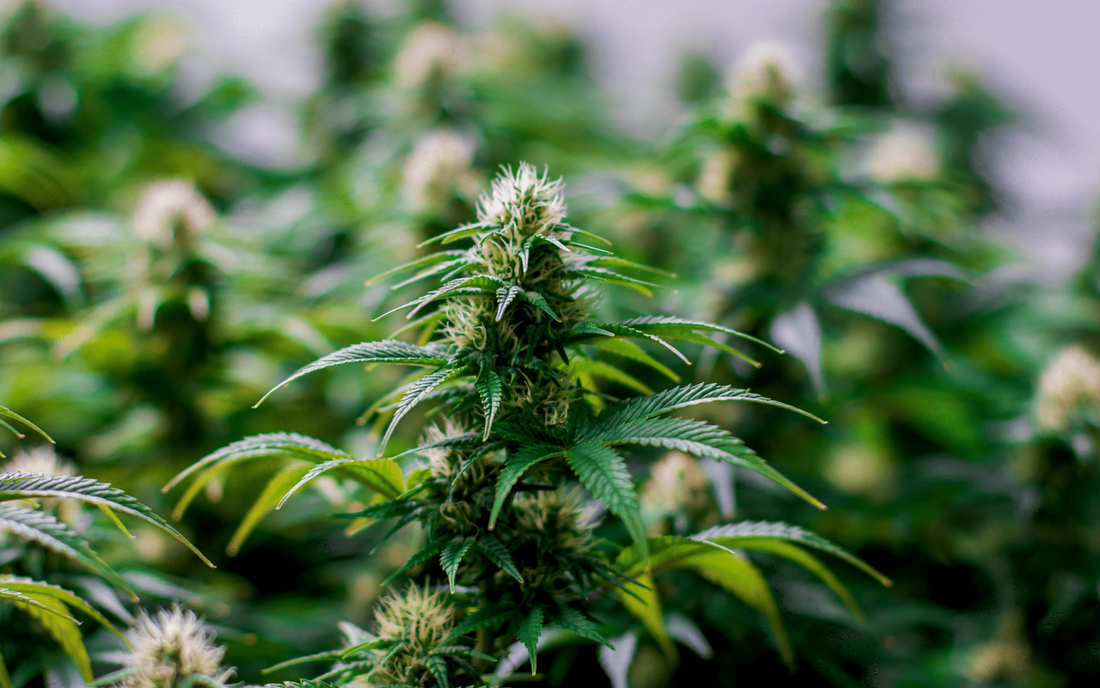 Close-up of a flowering cannabis plant in an indoor grow room with blurred plants in the background