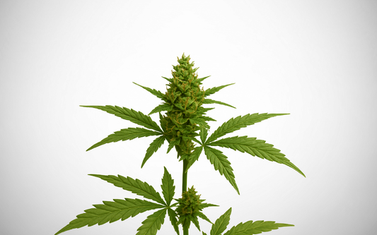 Rama de cannabis sativa con cogollo florido sobre fondo blanco