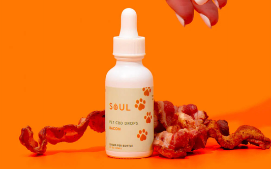 Front view of Soul pet CBD drops bottle, bacon flavor, showing paw-print label and dropper on bright orange background with bacon pieces