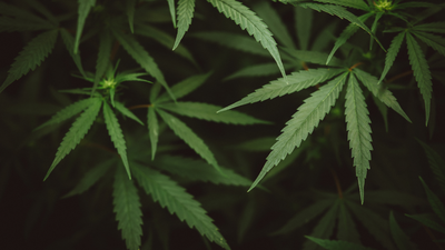 Can CBD Counteract the Effects of THC?