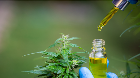 CBD Oil for Digestion