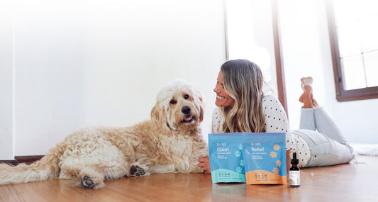 5 Benefits Of CBD For Dogs