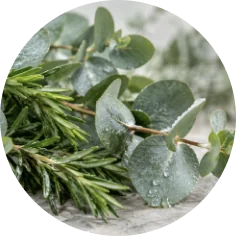 Eucalyptus + Rosemary Oil